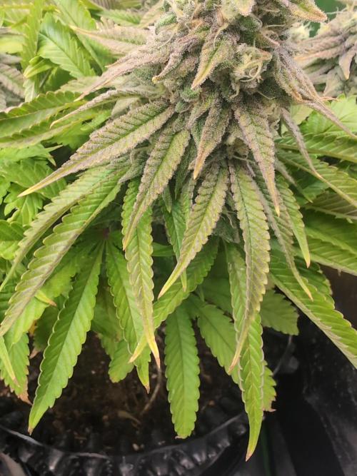 Hope! Painkiller XL! First Grow!. Week 12