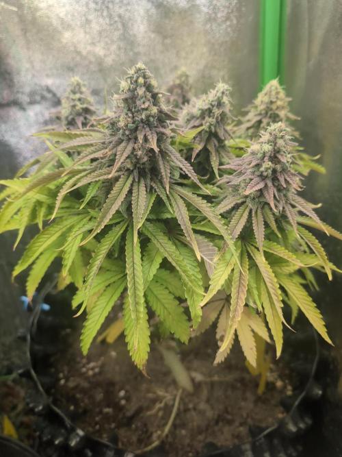 Hope! Painkiller XL! First Grow!. Week 13