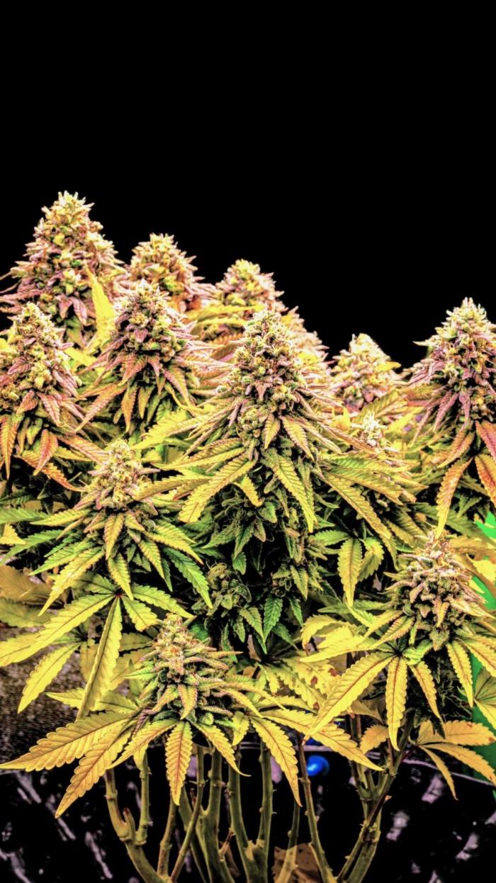 Hope! Painkiller XL! First Grow!. Week 14