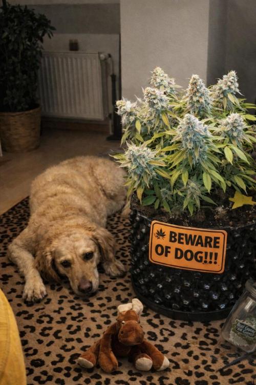 Hope! Painkiller XL! First Grow!. Week 13