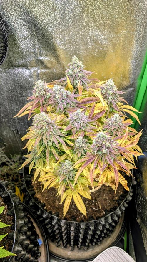 Hope! Painkiller XL! First Grow!. Week 15