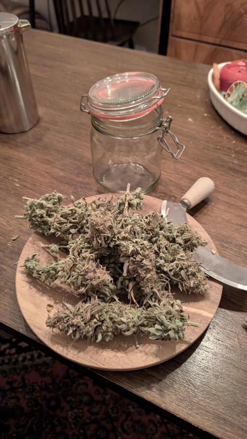 Hope! Painkiller XL! First Grow!. Week 15 - Jetzt wird getrimmt . 9 Tage getrocknet bei 20°C und 57% RLF