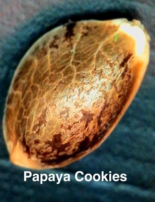 1st indoor grow. Week 0 - Papaya Cookies seed prior to germination 