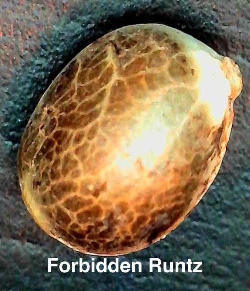 1st indoor grow. Week 0 - Forbidden Runtz seed prior to germination 