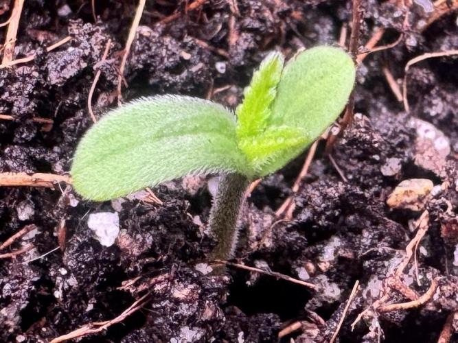 1st indoor grow. Week 0 - Forbidden Runtz: Both seeds have officially broken the surface 