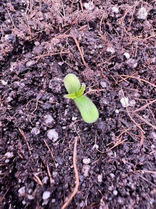 1st indoor grow. Week 0 - Papaya Cookies: Both seeds have officially broken the surface
