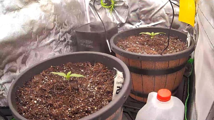 1st indoor grow. Week 1 - Camera view:
Forbidden Runtz left
Papaya Cookies right 