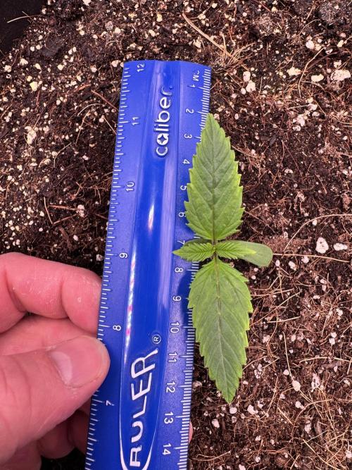 1st indoor grow. Week 1 - Papaya Cookies 