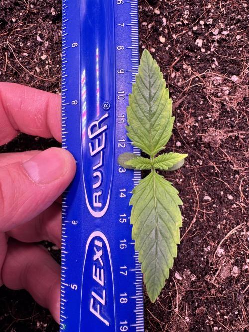 1st indoor grow. Week 1 - Forbidden Runtz 