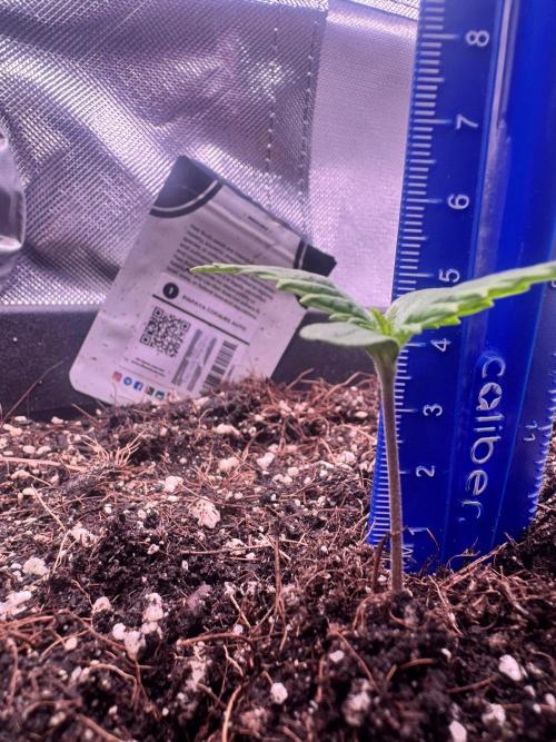 1st indoor grow. Week 1 - Papaya Cookies 