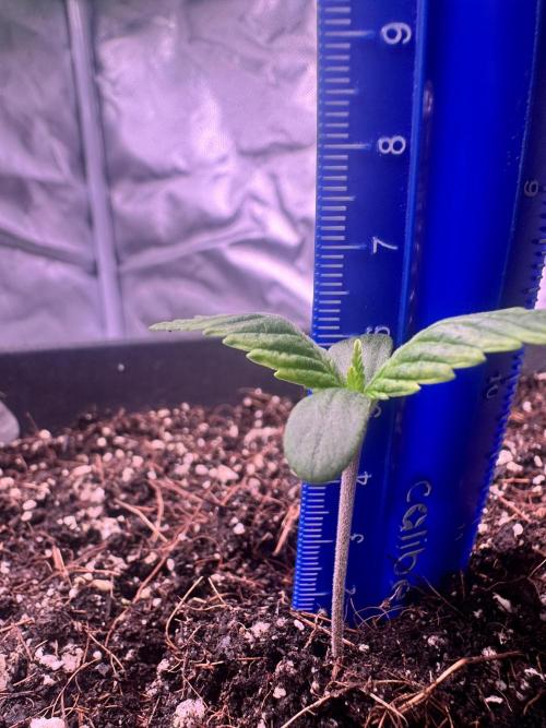 1st indoor grow. Week 1 - Forbidden Runtz 