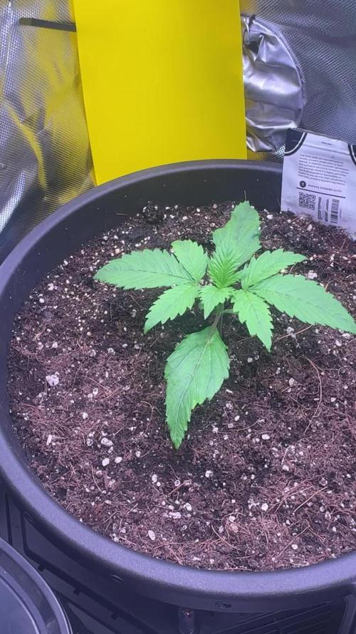 1st indoor grow