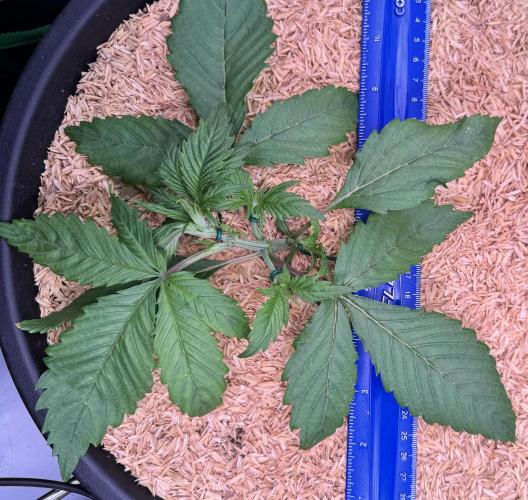 1st indoor grow. Week 2