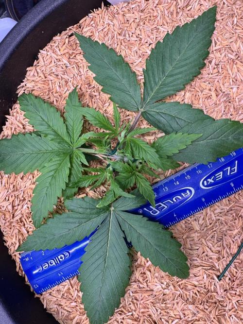 1st indoor grow. Week 2