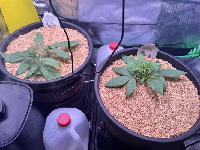 1st indoor grow. Week 2