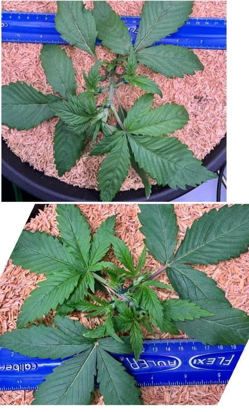 1st indoor grow. Week 2