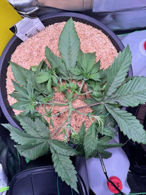 1st indoor grow. Week 3 - Papaya cookies day, 18