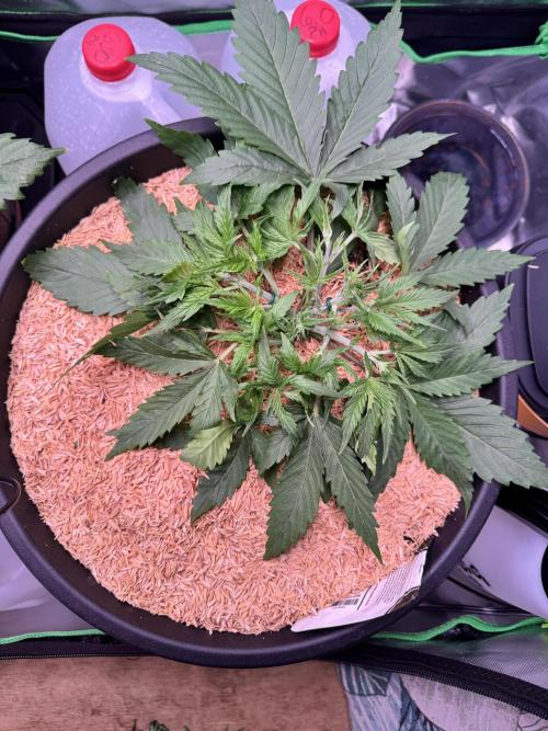 1st indoor grow. Week 3 - Forbidden Runtz day, 18