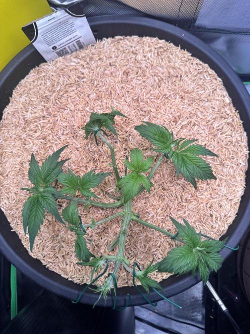 1st indoor grow. Week 3 - Papaya cookies day, 20