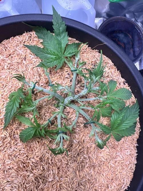 1st indoor grow. Week 3 - Forbidden Runtz Day 20