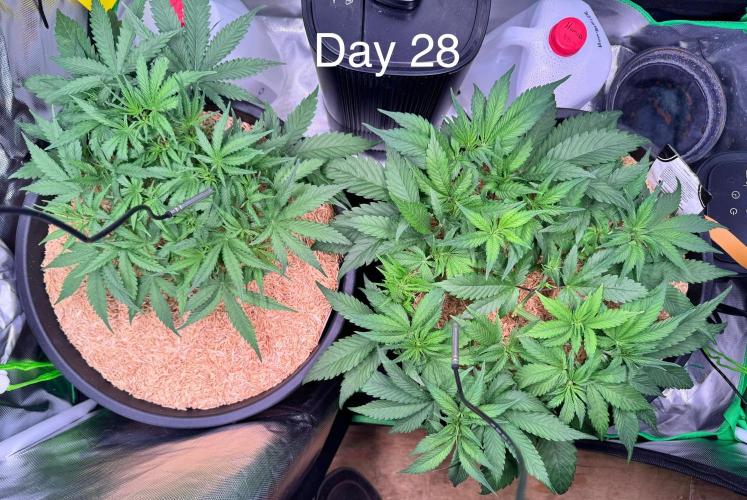 1st indoor grow. Week 4
