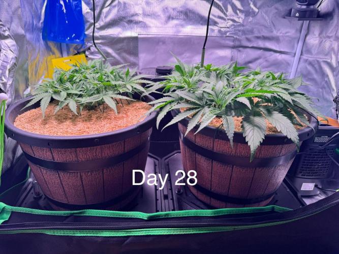 1st indoor grow. Week 4