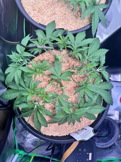 1st indoor grow. Week 4