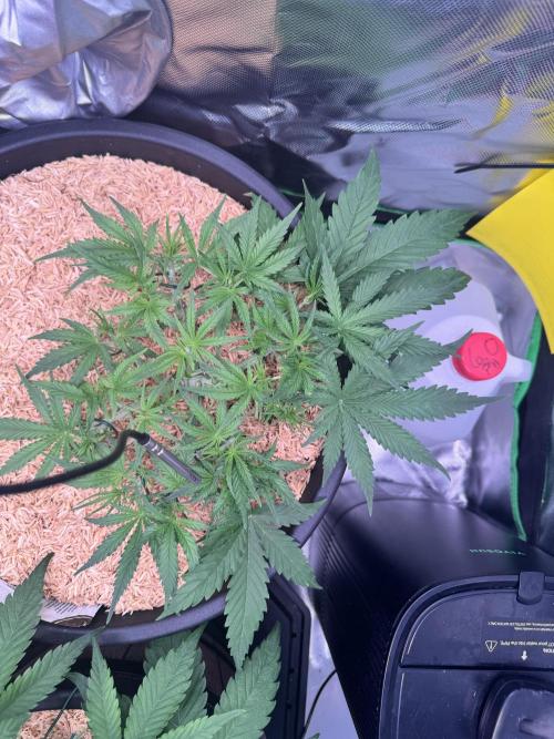 1st indoor grow. Week 4