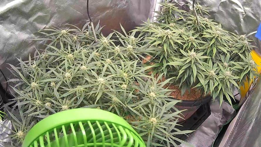 1st indoor grow. Week 8