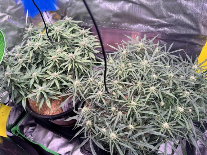 1st indoor grow. Week 8