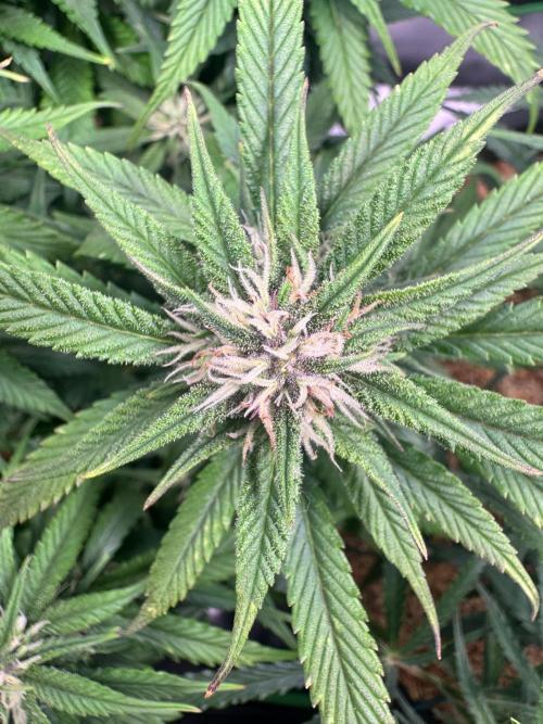1st indoor grow. Week 8