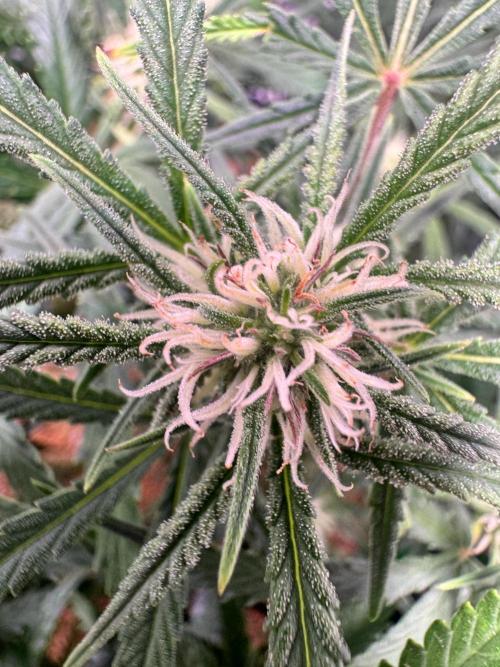 1st indoor grow. Week 8