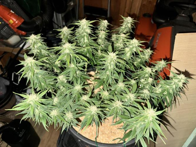 1st indoor grow. Week 8