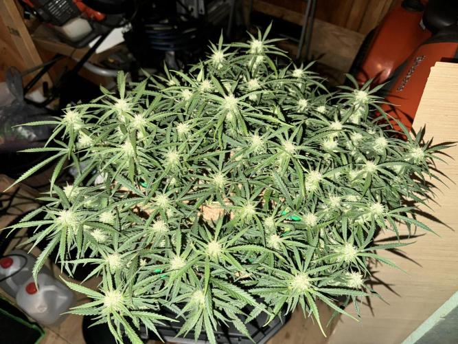 1st indoor grow. Week 8