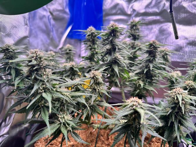 1st indoor grow. Week 8