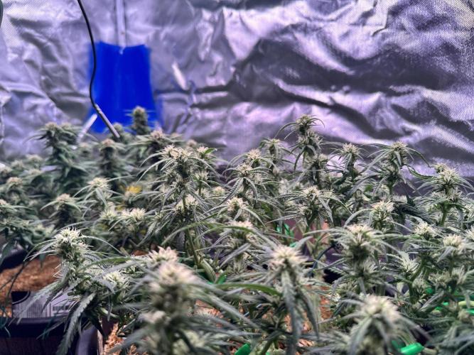 1st indoor grow. Week 8