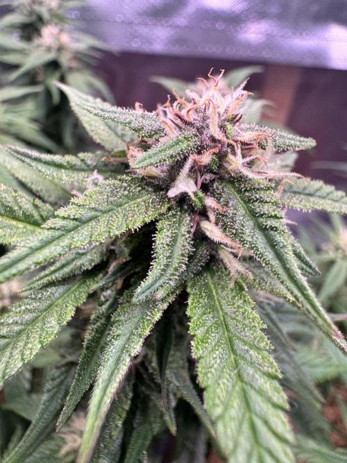 1st indoor grow. Week 8