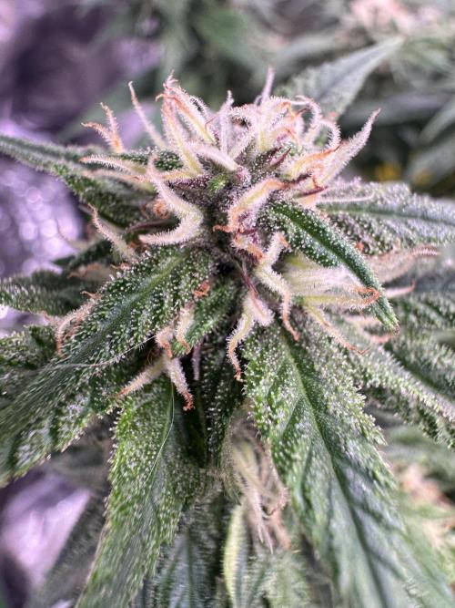 1st indoor grow. Week 8