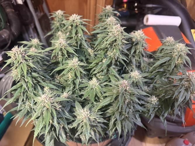 1st indoor grow. Week 9 - Papaya Cookies 