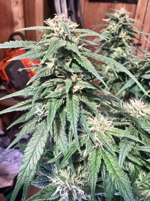 1st indoor grow. Week 9 - Papaya Cookies 