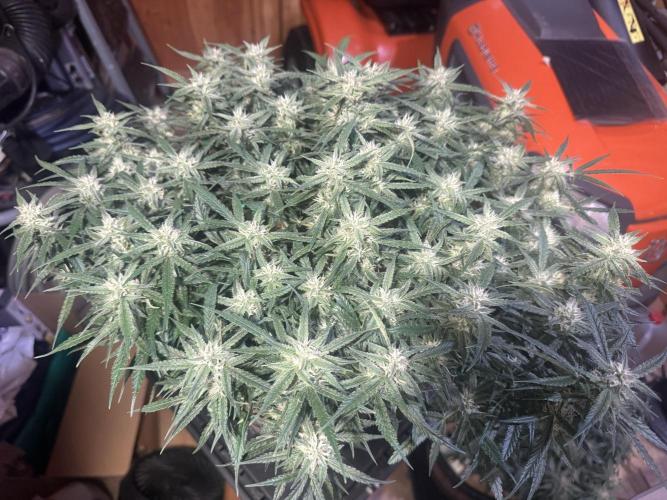 1st indoor grow. Week 9 - Forbidden Runtz 
