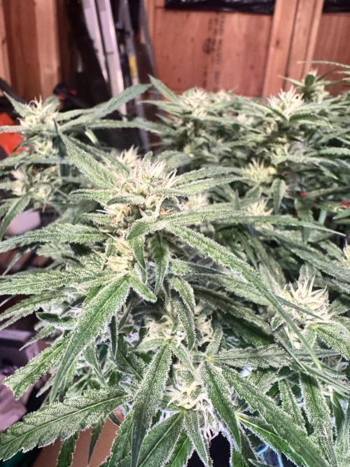 1st indoor grow. Week 9 - Forbidden Runtz 