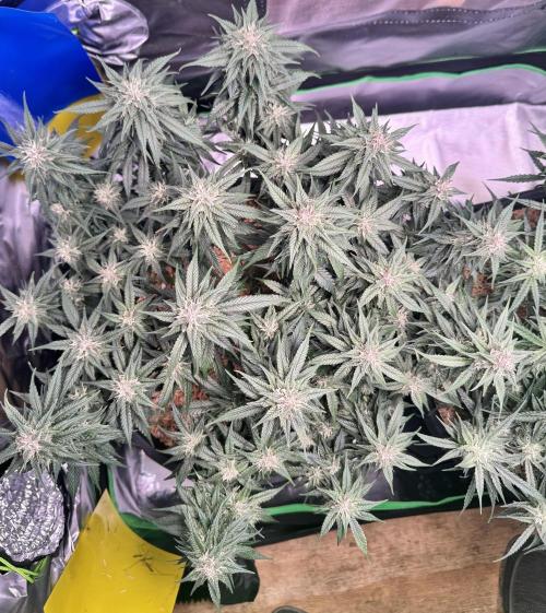 1st indoor grow. Week 10 - Papaya cookies