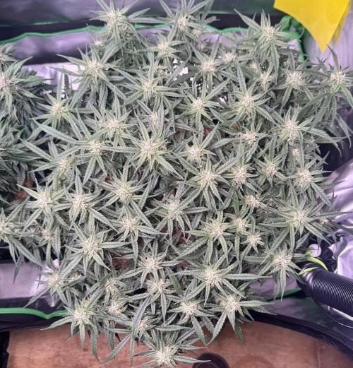 1st indoor grow. Week 10 - Forbidden Runtz 