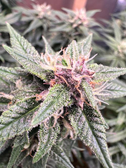 1st indoor grow. Week 10 - Papaya cookies