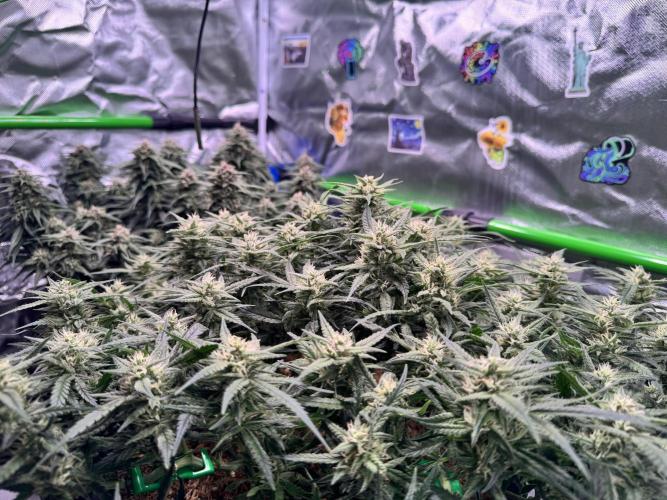 1st indoor grow. Week 10