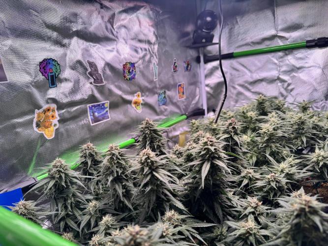 1st indoor grow. Week 10