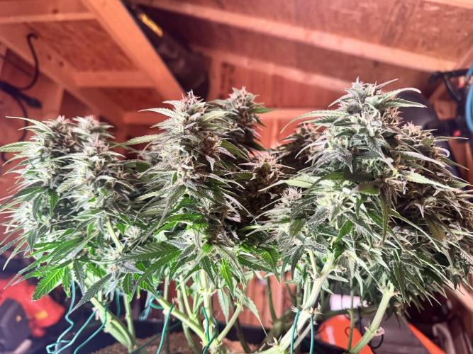1st indoor grow. Week 10