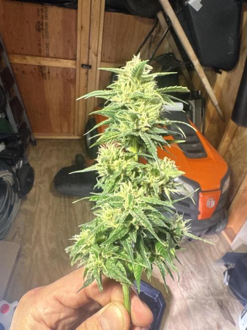 1st indoor grow. Week 10 - Papaya cookies. An early tester for a birthday on the lake with my dad.