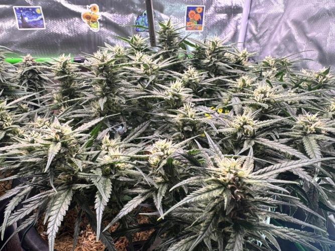 1st indoor grow. Week 10 - Forbidden Runtz 